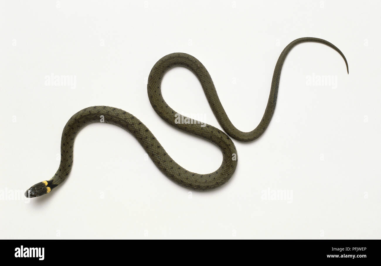 Diadophis punctatus, Ringneck Snake Stockfoto