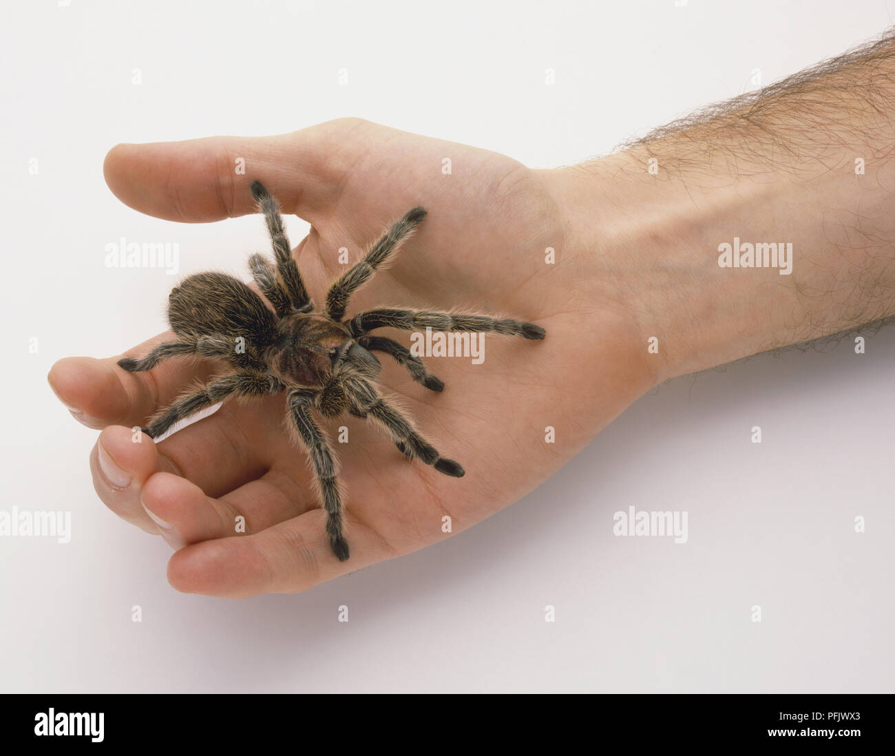 Chilenische Rose Tarantula (Grammastola Rosea) im Menschen Palm, Ansicht von oben Stockfoto