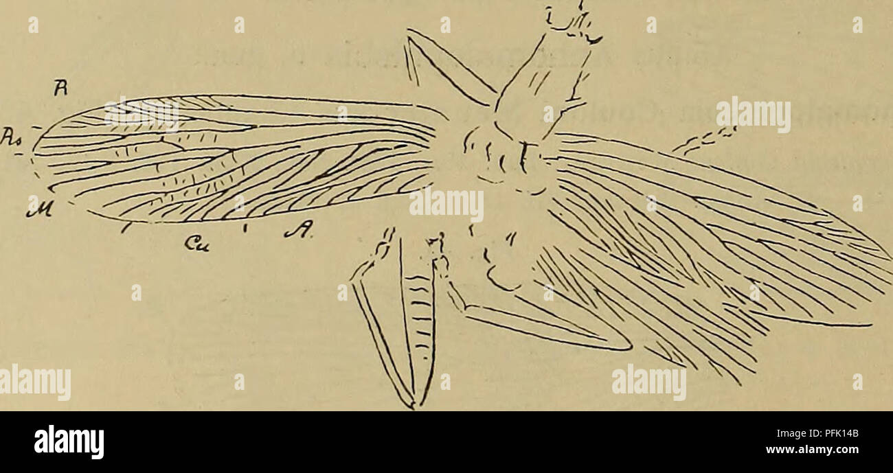 . - Denkschriften der Österreichischen Akademie, Christian. Fischeri sthenaropoda Brongn. X1 (schematisiert). Von mir Taf sterben. 14, w. 14, gebrachte Abbildung ist eine schlechte 30 Spitzwimpel des etwas undeutlichen Fotogramme von brongniart und wird hier durch eine hoffentlich bessere ersetzt. Sthenaropoda elegantissima Meunier (Abb. 47). Archaeacridites elegantissima Meunier, Bull. Mus. Hist. Nat., XV, 45, w. 5, 1909. - - - Ann. Soc. Sc. Brux., XXXIII, 140, 1909. - - - Annal. Paleont., IV, 146, t. 5, w. 2, 1909. Abb. 47. Meun Sthenaropoda elegantissima. X1 - Die Länge des Vorderflügels beträgt e Stockfoto