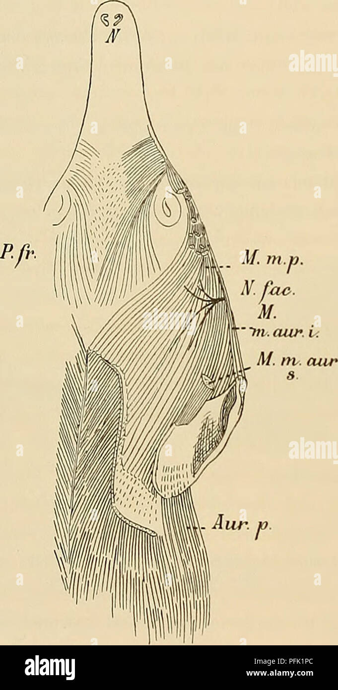 . Denkschriften der Medicinisch-Naturwissenschaftlichen Gesellschaft zu Jena. 144 sterben Hautmusculatur der Monotremen. 70 So zeigt sie sich uns als eine rein längsverlaufende Schichte, welche integumentale lebhafte Beziehungen unterhält und die Haut sowie deren Besatz in der Richtung gegen den Oberkiefer zu bewegen vermag. This ventrale Teil des Längsmuskels ist direkt vergleichbar mit der Hauptmasse bei Ornithorhynchus. Beide breiten sich ventral von Auge und Ohrmuschel aus, und hierin äussern sich natürlich sehr erhebliche Uebereinstimmungen. Die kurze Entfernung Departments Technik gefunden worden, der besagte, dass bei Ornithor Stockfoto