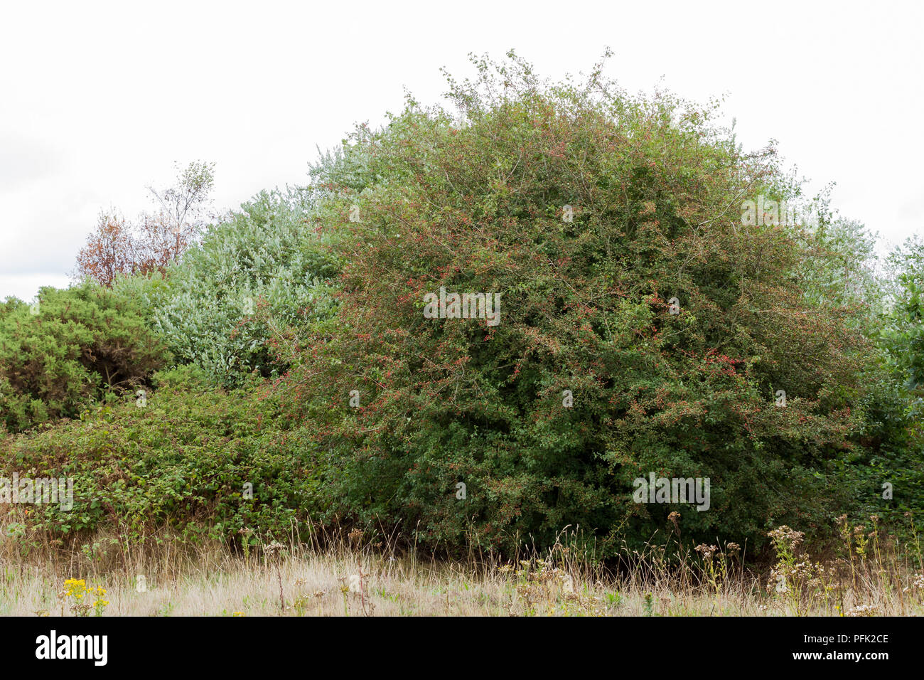 Rosa Moschata, Common Hawthorn tree im August, Spätsommer, Dorset UK Stockfoto