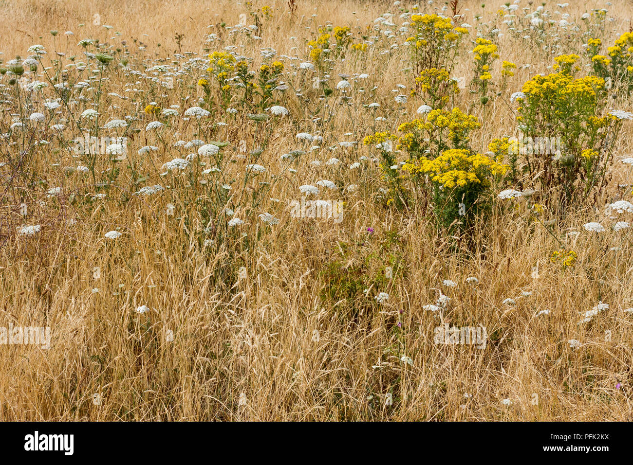 Achillea Millefolium (Schafgarbe) & Cardamine pratensis (Ragwort) zunehmend unter trockenes Gras auf Turbary in Dorset, Großbritannien Stockfoto