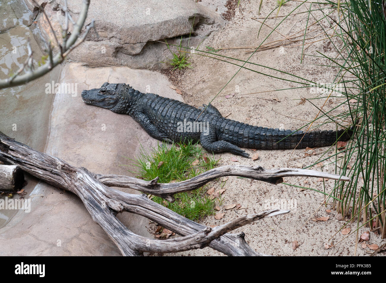 Back scales american alligator alligator Fotos und Bildmaterial in