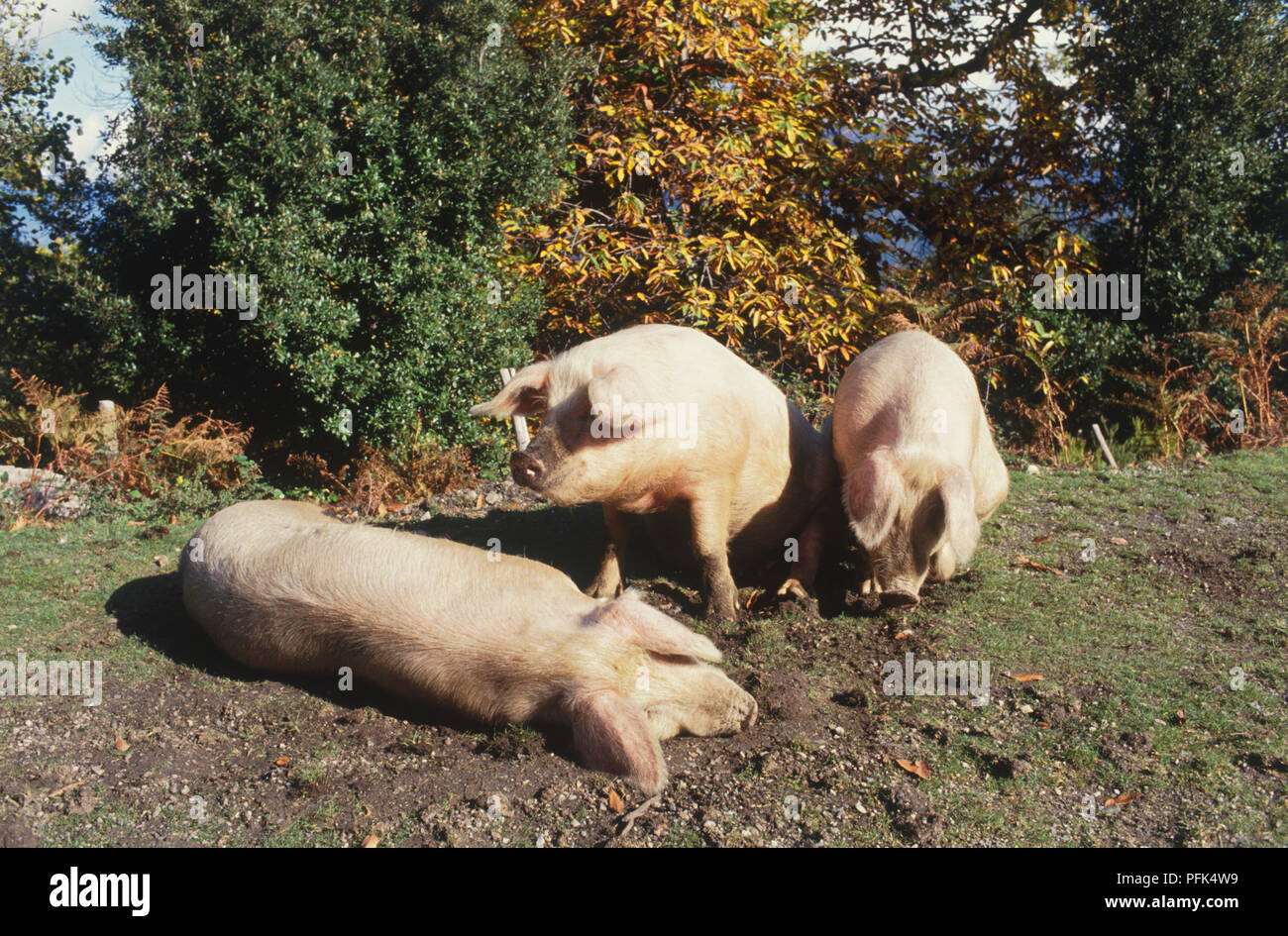 Frankreich, Korsika, drei Schweine, eine nach unten auf dem Boden liegend Stockfoto