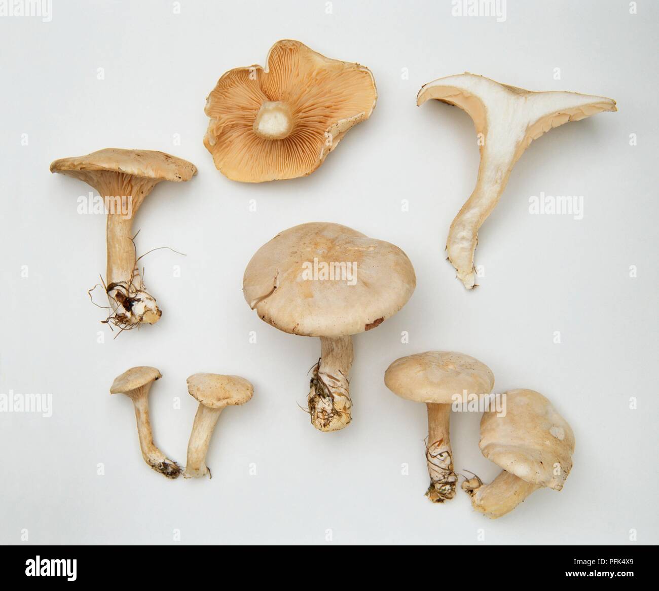 Clitopilus prunulus (Miller), ganze und Querschnitt Stockfoto