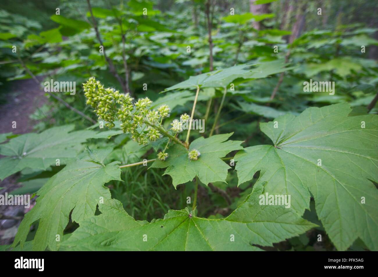 USA, Alaska, Kenai Halbinsel, Chugach National Forest Trail, Oplopanax horridus (Devil's Club), Blumen und Blätter Stockfoto