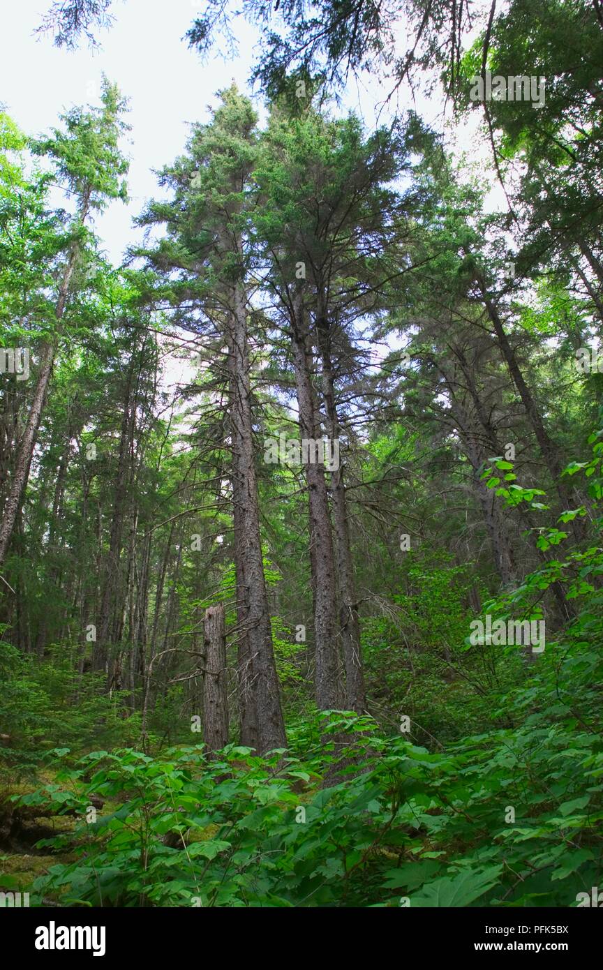 USA, Alaska, Chilkoot Trail, hohen Nadelbäumen im Wald Stockfoto