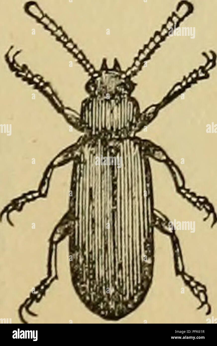 . Dai-ikkai zenkoku konchu tenrankai shuppin mokuroku. Insekten. . Bitte beachten Sie, dass diese Bilder sind von der gescannten Seite Bilder, die digital für die Lesbarkeit verbessert haben mögen - Färbung und Aussehen dieser Abbildungen können nicht perfekt dem Original ähneln. extrahiert. Nawa, Yasushi, 1857-1926; Nawa Konchu Kenkyujo. Henshubu. Gifu [Japan]: Nawa Konchu Kenkyujo Stockfoto