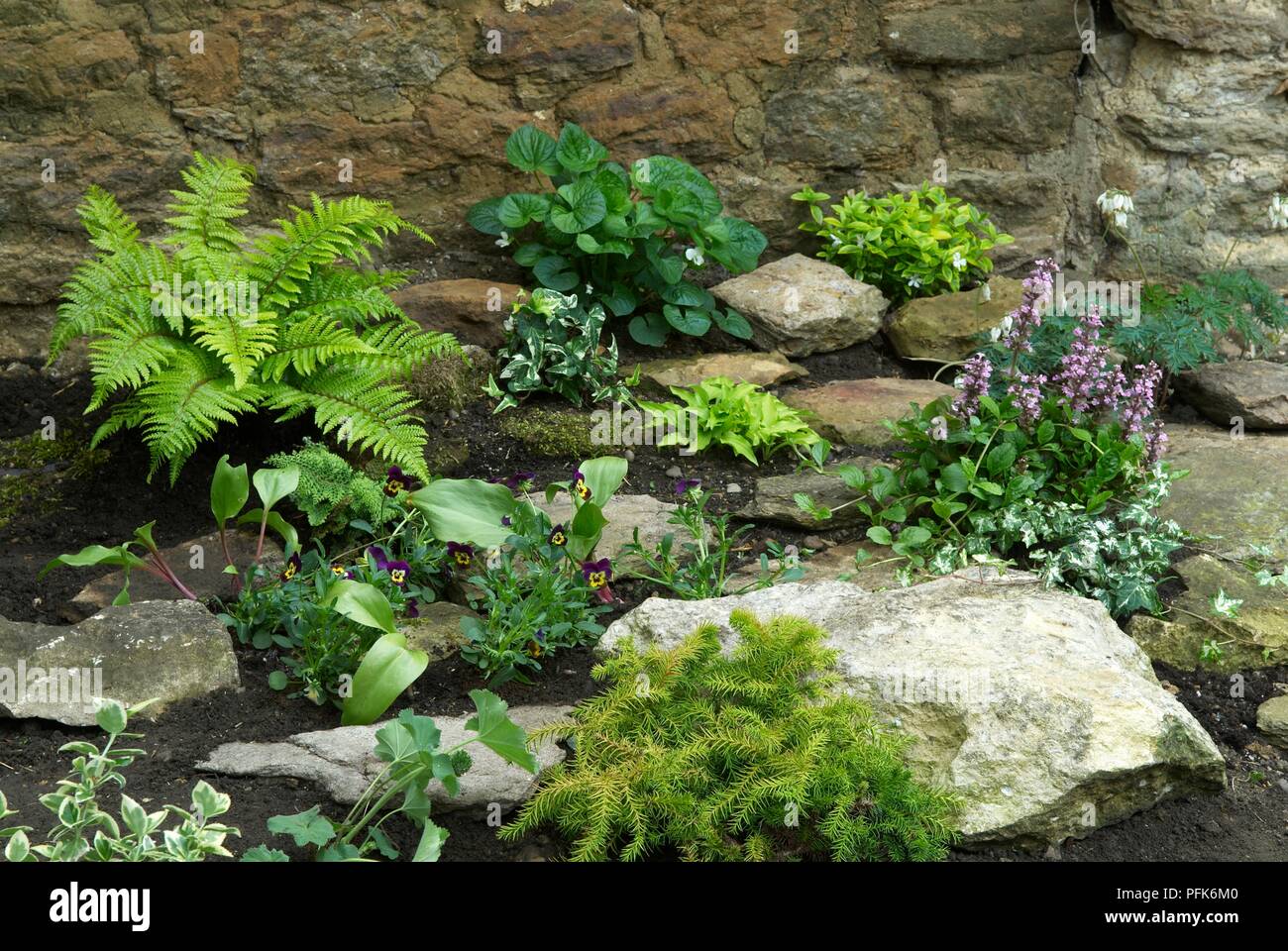 Steingarten mit verschiedenen Pflanzen, einschlielich Farn, hosta, Efeu,  Stiefmtterchen, Zwerg Nadelbaum, mit Stein Wand im Hintergrund  Stockfotografie - Alamy