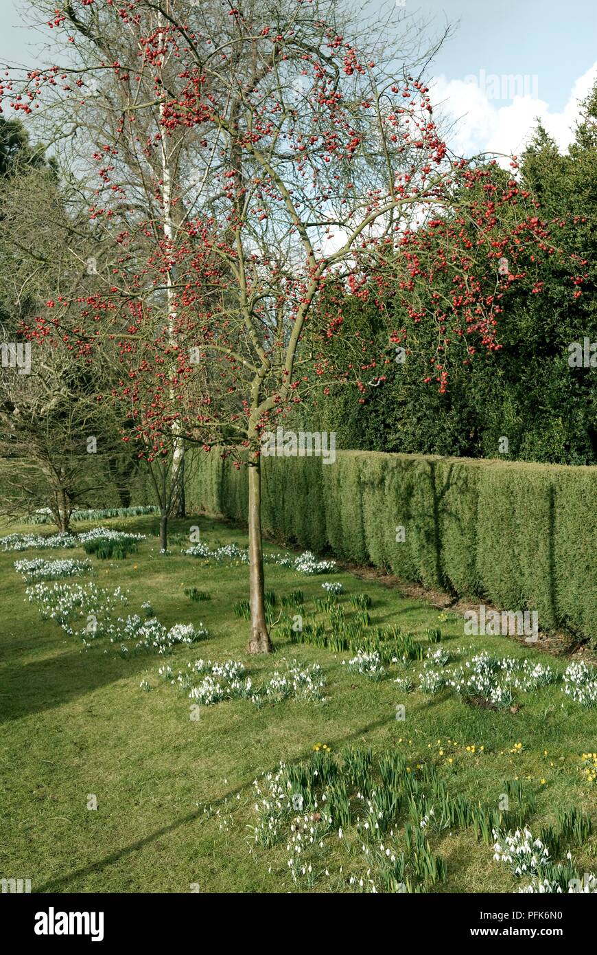 Schneeglöckchen unter Baum im späten Winter Stockfoto