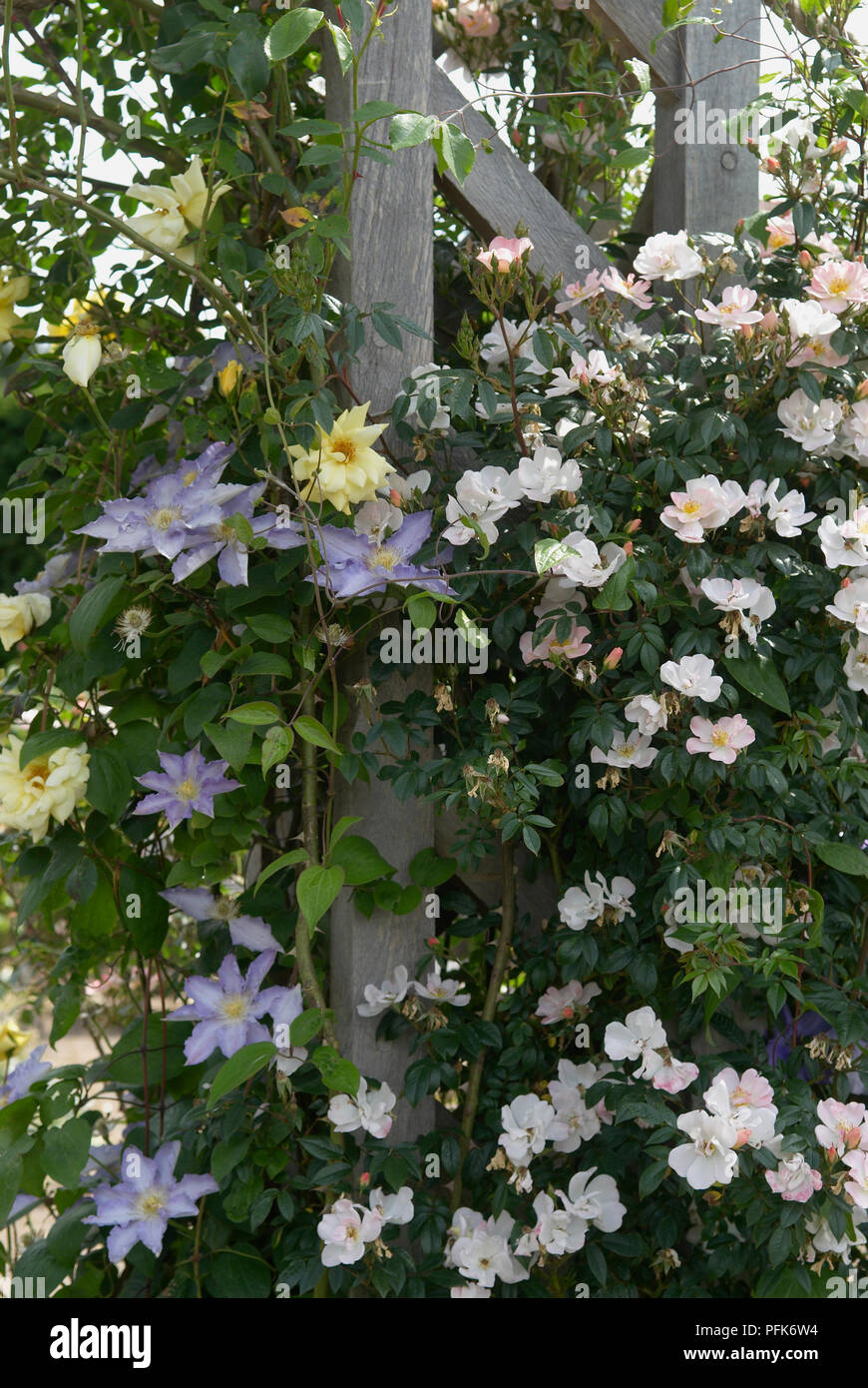 Clematis und Rosen auf altem Holz Gitter Stockfoto