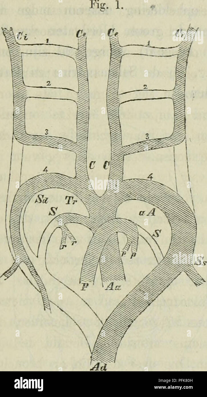 Truncus brachiocephalicus Fotos und Bildmaterial in hoher Auflösung