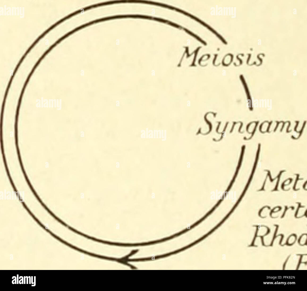 . Zytologie, mit besonderem Bezug auf die metazoan Kern. Zellen; Zytologie. V. Mctazoa syngamy Phanerogamen und bestimmte Der RJwdophyceae. Fucujs). Bitte beachten Sie, dass diese Bilder sind von der gescannten Seite Bilder, die digital für die Lesbarkeit verbessert haben mögen - Färbung und Aussehen dieser Abbildungen können nicht perfekt dem Original ähneln. extrahiert. Agar, Wilfred Eade, 1882 -. London Macmillan Stockfoto . Zytologie, mit besonderem Bezug auf die metazoan Kern. Zellen; Zytologie. V. Mctazoa syngamy Phanerogamen und bestimmte Der RJwdophyceae. Fucujs). Bitte beachten Sie, dass diese Bilder sind von der gescannten Seite Bilder, die digital für die Lesbarkeit verbessert haben mögen - Färbung und Aussehen dieser Abbildungen können nicht perfekt dem Original ähneln. extrahiert. Agar, Wilfred Eade, 1882 -. London Macmillan Stockfoto