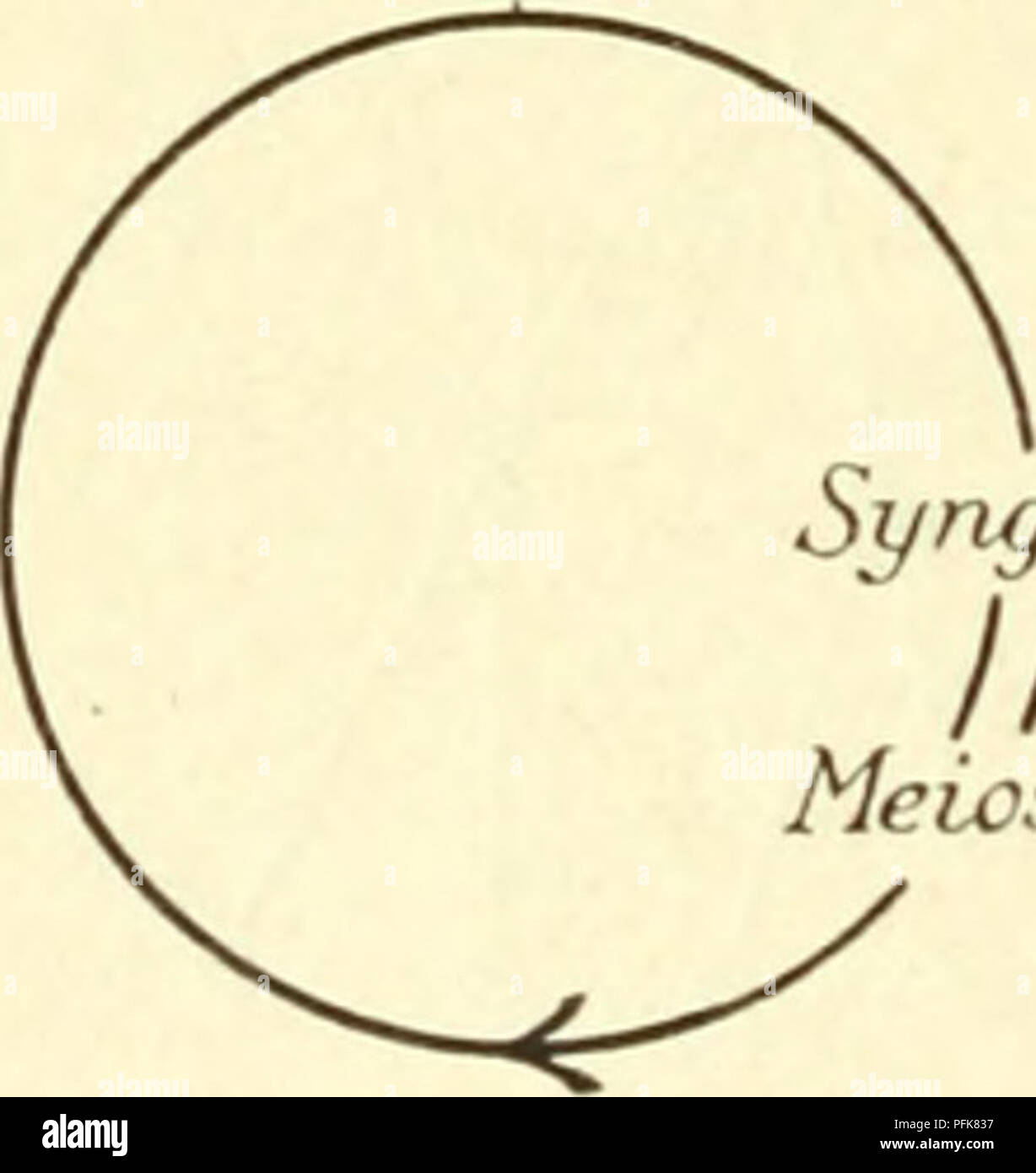 Diese Arbeit bietet eine tiefgreifende Untersuchung der Zytologie mit Schwerpunkt auf dem Metazoankern und den Prozessen der Syngamie und Meiose bei verschiedenen Arten, einschließlich Rhodophyceae. Stockfoto Diese Arbeit bietet eine tiefgreifende Untersuchung der Zytologie mit Schwerpunkt auf dem Metazoankern und den Prozessen der Syngamie und Meiose bei verschiedenen Arten, einschließlich Rhodophyceae. Stockfoto