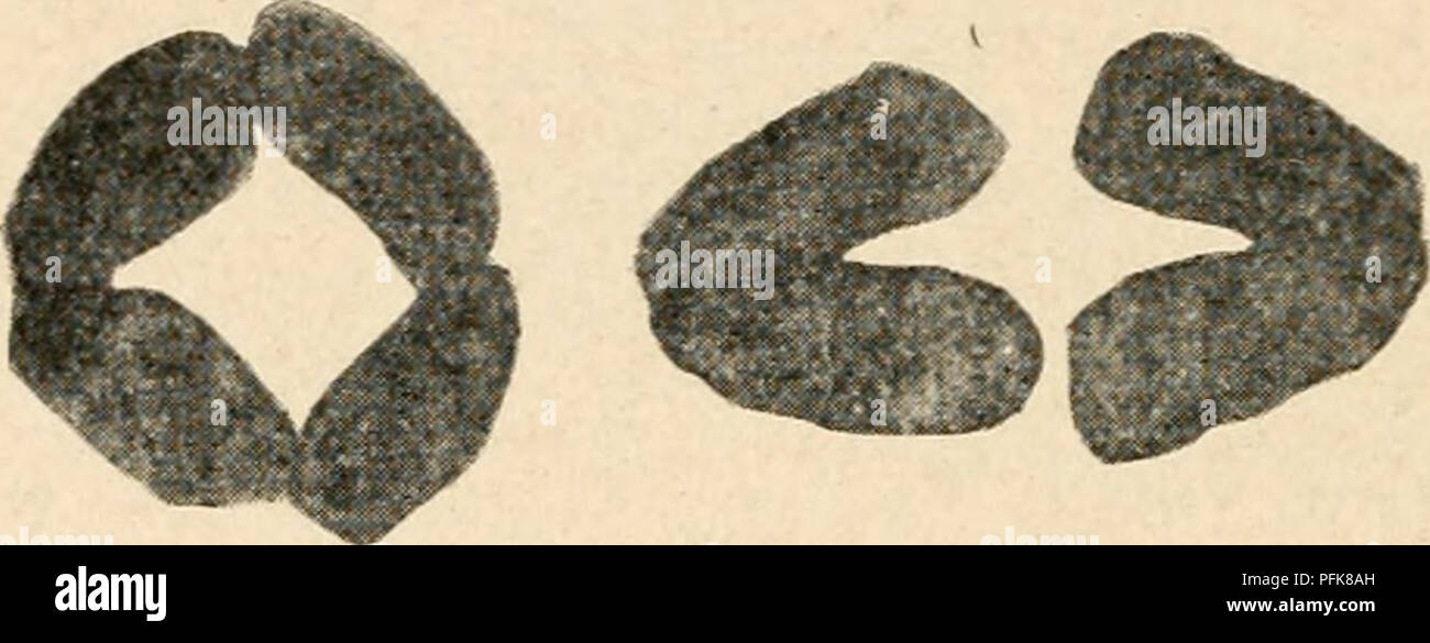 . Zytologie, mit besonderem Bezug auf die metazoan Kern. Zellen. . Bitte beachten Sie, dass diese Bilder sind von der gescannten Seite Bilder, die digital für die Lesbarkeit verbessert haben mögen - Färbung und Aussehen dieser Abbildungen können nicht perfekt dem Original ähneln. extrahiert. Agar, Wilfred Eade, 1882 -. London, Macmillan Stockfoto