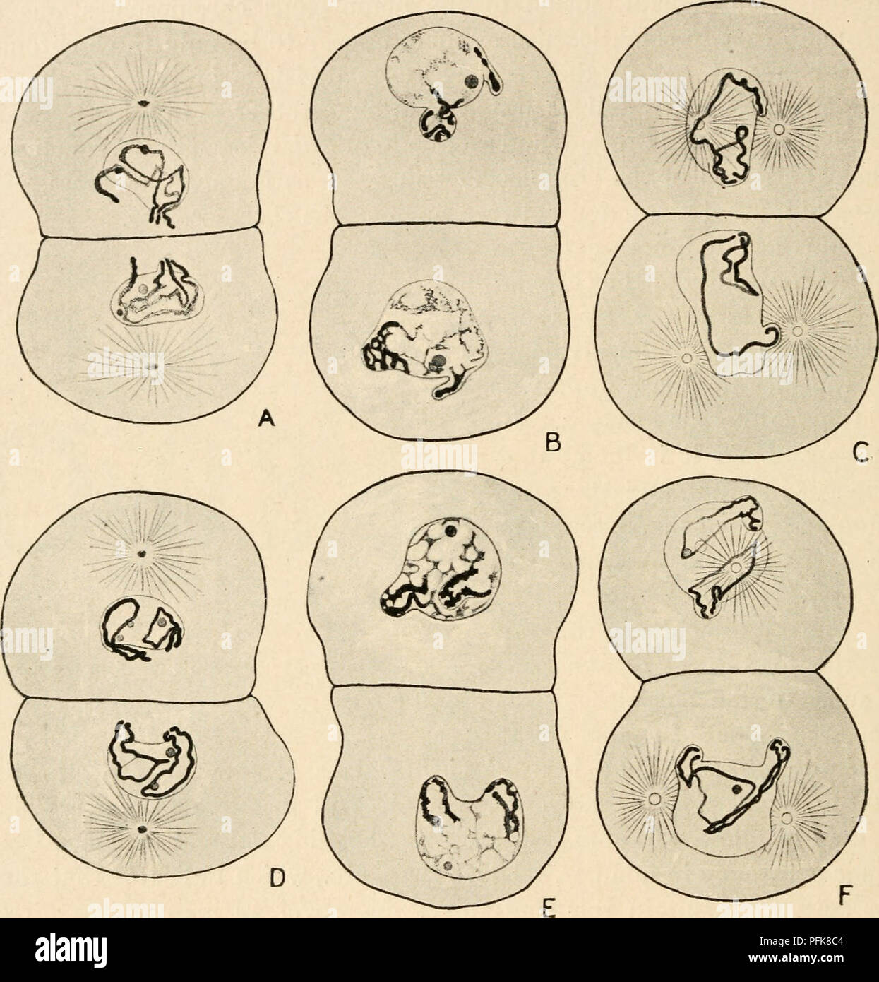 . Zytologie, mit besonderem Bezug auf die metazoan Kern. Zellen. 128 ZYTOLOGIE CHAP. Form. Er stellte fest, dass in der anaphase die Tochter Chromosomen in der Weise, dass ihre Anordnung in den beiden telophase Gruppen ist das Gleiche. Damit in Abb. 58, A, ein Chromosom in U-Form, gebogen ist, so dass die beiden Enden er eng zusammen, während der Andere ist ausgestreckt, so dass ein Ende Hes mit den beiden Enden der ersten Chromosom, während die gegenüberliegende Ende ist weit entfernt. In D beide Chromosomen sind U-förmig,. Abb. 58. Der telophase der ersten Spaltung der Mitose in der prophase der folgenden Mitose in Ascatis Stockfoto