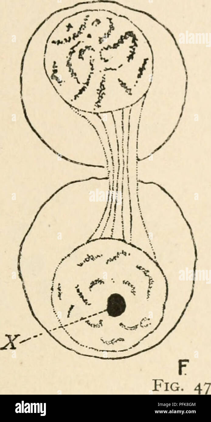 . Zytologie, mit besonderem Bezug auf die metazoan Kern. Zellen. . Bitte beachten Sie, dass diese Bilder sind von der gescannten Seite Bilder, die digital für die Lesbarkeit verbessert haben mögen - Färbung und Aussehen dieser Abbildungen können nicht perfekt dem Original ähneln. extrahiert. Agar, Wilfred Eade, 1882 -. London, Macmillan Stockfoto . Zytologie, mit besonderem Bezug auf die metazoan Kern. Zellen. . Bitte beachten Sie, dass diese Bilder sind von der gescannten Seite Bilder, die digital für die Lesbarkeit verbessert haben mögen - Färbung und Aussehen dieser Abbildungen können nicht perfekt dem Original ähneln. extrahiert. Agar, Wilfred Eade, 1882 -. London, Macmillan Stockfoto