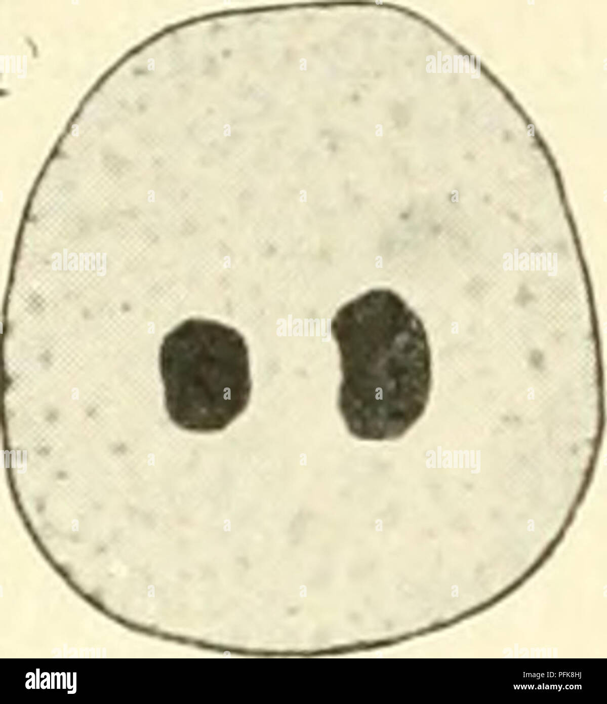 . Zytologie, mit besonderem Bezug auf die metazoan Kern. Zellen; Zytologie. 56 ZYTOLOGIE Ein weiterer Unterschied zwischen Gametogenese in der männlichen und weiblichen hat bereits angedeutet, nämlich die Tatsache, dass in der weiblichen jede primäre Oozyte entsteht nur eine funktionale gamete und drei (oder zwei, falls die erste Polkörper nicht dividieren) Minute und funktionslose Zellen (polar) statt auf vier funktionellen Gameten als in der männlichen. Dies ist natürlich auch mit der Notwendigkeit für den weiblichen Gamete. f ^---^^:^:^ korreliert. ^^^*^ B. Bitte beachten Sie, dass diese Bilder aus gescannten p extrahiert werden Stockfoto