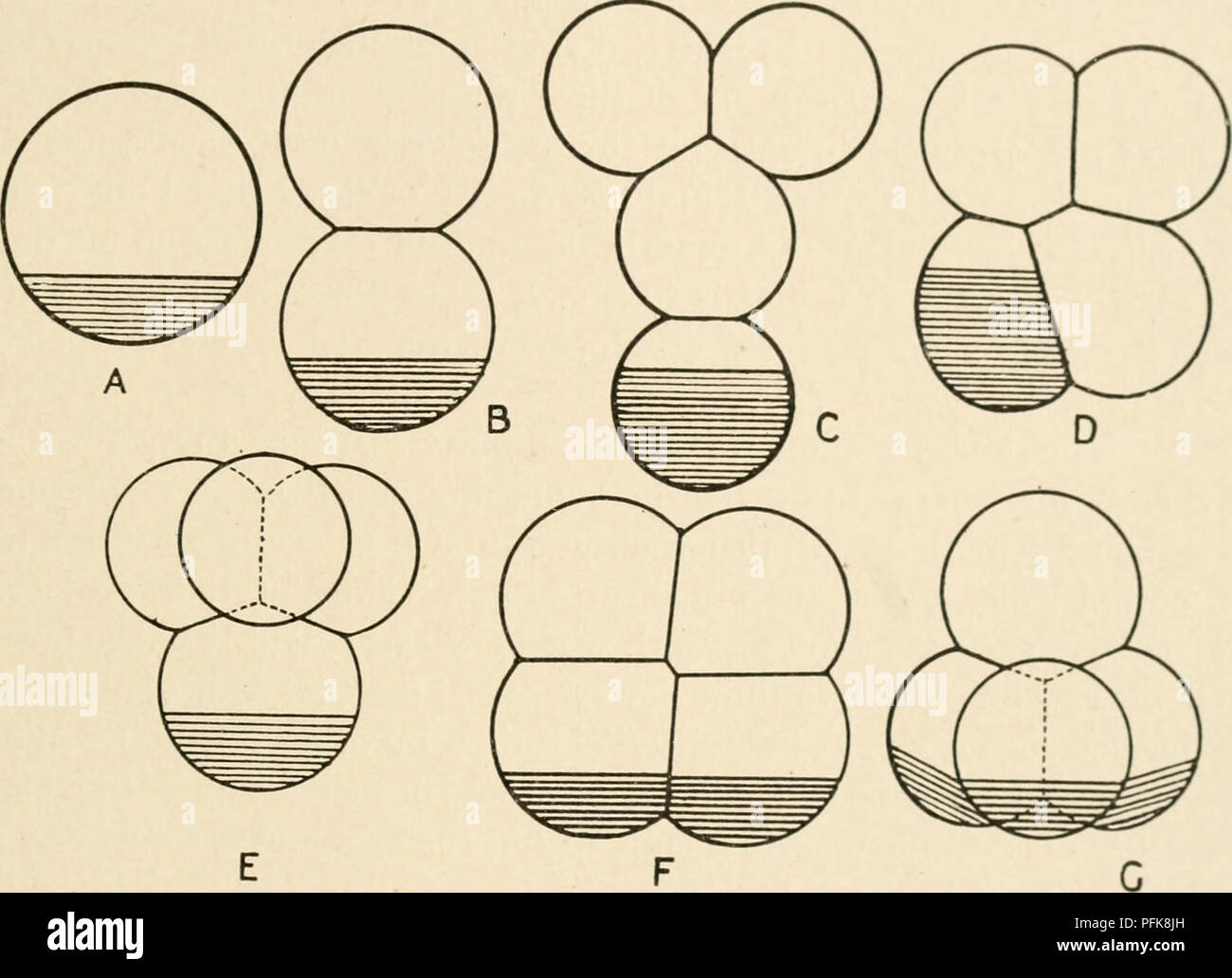 Dieser Text konzentriert sich auf die Struktur und Funktion des Metazoankerns in Zellen, insbesondere während der Zellteilung und des Chromosomenverhaltens. Es behandelt die Feinheiten des chromosomalen Verhaltens während der Mitose sowie die zellulären Prozesse, die an der Differenzierung und Entwicklung beteiligt sind. Die Bilder sind digital verbessert, um die Klarheit zu verbessern und komplexe biologische Prozesse widerzuspiegeln. Stockfoto