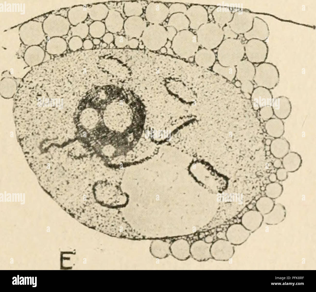 . Zytologie, mit besonderem Bezug auf die metazoan Kern. Zellen. D. O C# "^o LF" ein ^ Ib/^^^ vi^r-CO-vV^ Abb. 25. Die chromosomen während der oogenese von diaptomus Castor aus tlie pachytene Phase (A) und durch den Germinal Vesikel Stadium (B - E) auf der Kondensation des endgültigen bivalents (V). (Matschek, A.Z., 1910.) In der endgültigen bivalents der metaphase I. Tiere jedoch, die bei der Durchführung ei-sacs enthalten in ihrer Eizellen oviducts witli gut devcloj) Germinal ed-Vesikel mit diffusen Chromosomen. Hacker schlägt vor, dass in. Bitte beachten Sie, dass diese Bilder aus gescannten Pag extrahiert werden Stockfoto . Zytologie, mit besonderem Bezug auf die metazoan Kern. Zellen. D. O C# "^o LF" ein ^ Ib/^^^ vi^r-CO-vV^ Abb. 25. Die chromosomen während der oogenese von diaptomus Castor aus tlie pachytene Phase (A) und durch den Germinal Vesikel Stadium (B - E) auf der Kondensation des endgültigen bivalents (V). (Matschek, A.Z., 1910.) In der endgültigen bivalents der metaphase I. Tiere jedoch, die bei der Durchführung ei-sacs enthalten in ihrer Eizellen oviducts witli gut devcloj) Germinal ed-Vesikel mit diffusen Chromosomen. Hacker schlägt vor, dass in. Bitte beachten Sie, dass diese Bilder aus gescannten Pag extrahiert werden Stockfoto