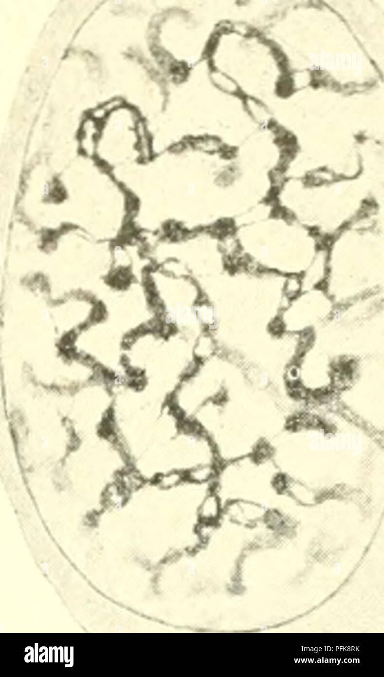 . Zytologie, mit besonderem Bezug auf die metazoan Kern. Zellen; Zytologie. . Bitte beachten Sie, dass diese Bilder sind von der gescannten Seite Bilder, die digital für die Lesbarkeit verbessert haben mögen - Färbung und Aussehen dieser Abbildungen können nicht perfekt dem Original ähneln. extrahiert. Agar, Wilfred Eade, 1882 -. London Macmillan Stockfoto . Zytologie, mit besonderem Bezug auf die metazoan Kern. Zellen; Zytologie. . Bitte beachten Sie, dass diese Bilder sind von der gescannten Seite Bilder, die digital für die Lesbarkeit verbessert haben mögen - Färbung und Aussehen dieser Abbildungen können nicht perfekt dem Original ähneln. extrahiert. Agar, Wilfred Eade, 1882 -. London Macmillan Stockfoto
