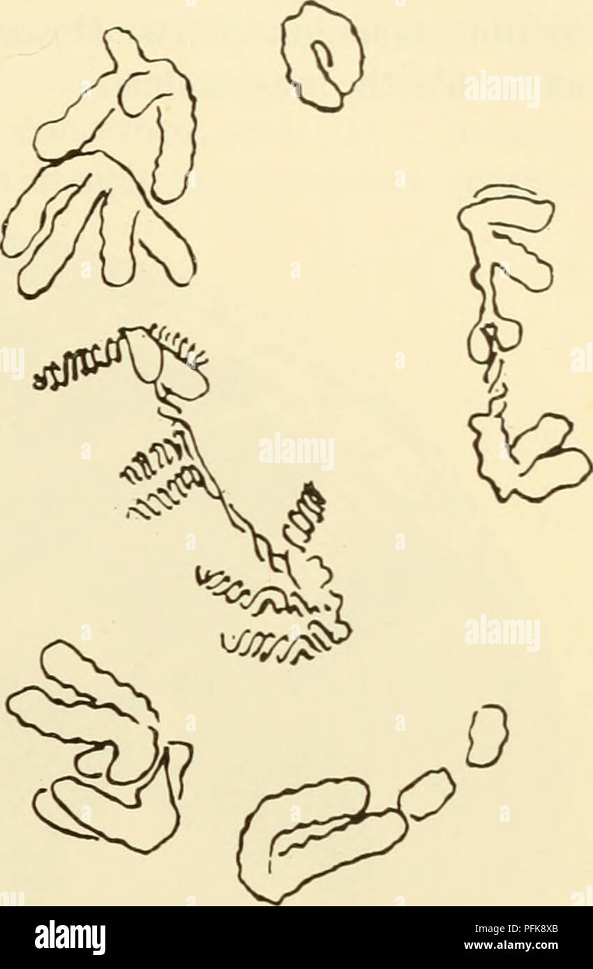 . Zytologie. Zytologie. ^irf^. fa) (b) Abbildung 9-2. (A) Photomicrograph der ersten meiotischen Anaphase Chromo-SOMES von Trillium erectum; (b) Zeichnung veranschaulicht die Konfiguration einer True-Profilnuten an zwei Seiten-Arm Brücke. Stränge in der Bridge angegeben sind Halb chro-matids. Pflanze bestrahlt an diakinesis mit 25 r der Röntgenstrahlung. (Von Wilson, G.B., Sperling, A.H., und den Teich. V.. 1959. "Sub-Chromatid Rearrangements in Trillium erectum. I. Art und Herkunft von Konfigurationen, die durch die ionisierende Strahlung induzierten, "Äa J. in der Botanik, 46, Abb. 2, S. 310.) MODIFIKATION DER STRAHLENWIRKUNG die Frage der Radi ändern Stockfoto
