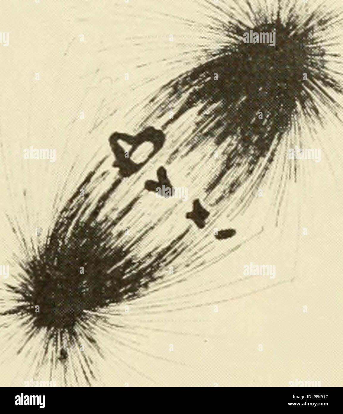 . Zytologie. Zytologie. (A) (b) Abbildung 6-2. (A) Erste Reifung Division Spindel im Wohnzimmer Eizelle von Chaetopterus pergamentaceous fotografiert mit Polarisierung Optik. Die hellen, chromosomale und kontinuierliche Fasern der Spindel und der dunkle astrale Strahlen sind alle positiv birefrigent und als dunkle Körper am Äquator der Zelle, (lb) die Verfolgung der Ersten Reifung Division Spindel von Chaetopterus zeigt Details der Komponenten angezeigt. (Von Inoue, S., 1953. "Polarisierung optischen Studien der mitotischen Spindel. I. Die Demonstration der Spindel Fasern in lebenden Zellen, "Chromosoma, 5, Fi Stockfoto