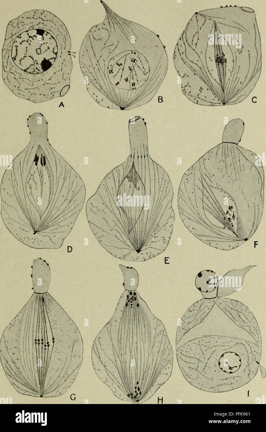 . Zytologie, mit besonderem Bezug auf die metazoan Kern. Zellen. Parthenogenese 93 Bee ist rätselhaft, und die offenbar keine bedeutende Verbindung zu haben. Abb. 43. Die meiotische Phase in der drohne von Honigbienen (Apis mellifica). (Nach Meves, A.m.A., 1907.) EIN, primäre Samenzelle; B, der prophase I; C, gescheiterte Metaphase I.; D, E, Degeneration der mitotischen Abbildung, Beginn der Zellteilung; F, prophase II. Die Zelle hat seine Spaltung in einen größeren Kernhaltigen und eine kleinere nicht-Kernhaltigen Teil abgeschlossen. G, Metaphase II.: H, anaphase II.; Ich, Zelle in zwei ungleiche Spermatiden unterteilt. Die nicht Stockfoto