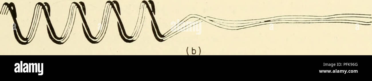 . Zytologie. Zytologie. Abbildung 5-4. Schematische Darstellung des Plectonemic und Paranemic Spulen besteht aus zwei Teilen: (a) plectonemic Spule besteht aus zwei ineinander greifenden Stränge, die eine relationale Spule bilden, wenn die Gyres teilweise heraus gezogen werden; (b) paranemic Spule von zwei Strängen, die sich zu trennen sind als unabhängige Einheiten bei begradigt. (Von Sperling, A. H.. Huskins, C.L., und Wilson, G., 1941. "Studien auf dem Chromosom Spiralization Zyklus in Trillium^ Can. J. Res., C, 19, Abb. 1. s. 325.) der Prometaphase Nach dem Scheitern oder Verschwinden der nuklearen Begrenzung, die c Stockfoto