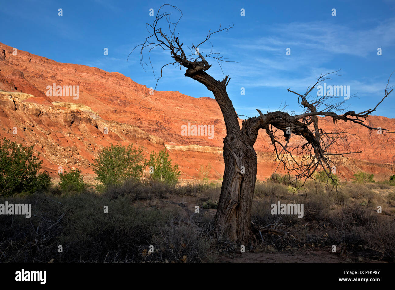 AZ 00335-00 ... ARIZONA - ein toter Baum in der Paria River Valley in der Nähe von Lees Ferry in der Glen Canyon National Recreation Area. Stockfoto