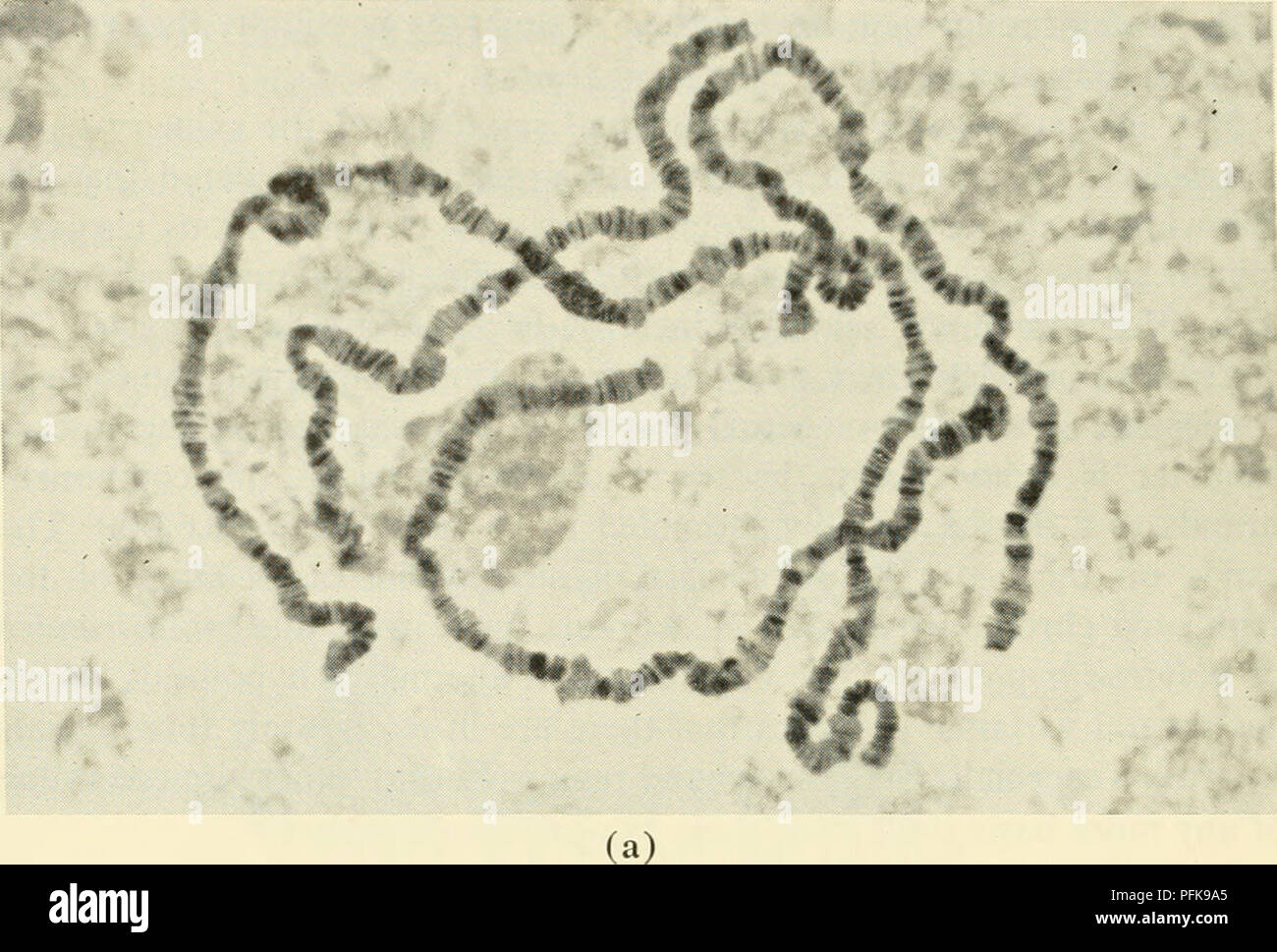 . Zytologie. Zytologie. 'U Y? P, s^^. - Chromosomen TBOM OWARIAK TLS 5 UE//y'^â¢^^" iii ^m e^'i^.&gt; CHROMOSOM EIN ^^ CMBOMOSOME hromosome rr Es Af^B râS â'/^ (b) Abbildung 4-18. {Contiii. Auf der gegenüberliegenden Seite.) 98 Kapitel 4. Bitte beachten Sie, dass diese Bilder sind von der gescannten Seite Bilder, die digital für die Lesbarkeit verbessert haben mögen - Färbung und Aussehen dieser Abbildungen können nicht perfekt dem Original ähneln. extrahiert. Wilson, G. B. (George Bernard), 1914; Morrison, John H. (John Herbert), 1927 -. New York, Reinhold Stockfoto