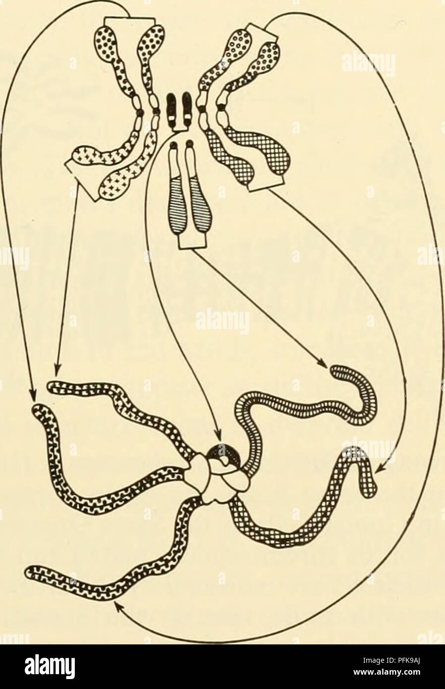 Metaphase in der mitose Fotos und Bildmaterial in hoher Auflösung Alamy