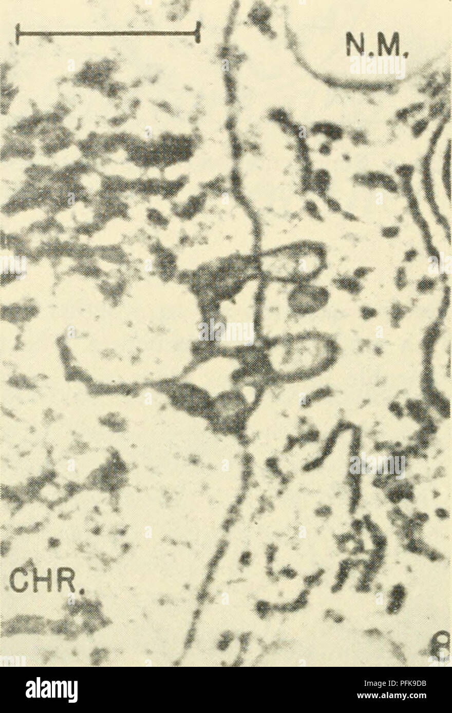 . Zytologie. Zytologie. Durch diese Struktur von relativ großen Einheiten durch Diffusion, wie im Fall der Eizelle Kern der erscheint frei durchlässig für Moleküle bis zu einer Größe von Proteinen. Auch im Lichte dessen, was bezüglich der Ultrastruktur es ist nicht unmöglich, dass seine durchlässig Eigenschaften unterliegen erheblichen Schwankungen sind bekannt ist. Eine Reihe von Elektronenmikroskopie. Abbildung 4-3. Electron Micrograph von Drosophila Speicheldrüsen Zelle anzeigen Outpocketings (Blasen) der Kernmembran. Hinweis Verband der hoch differenzierten chromosomalen Materials mit der Entwicklung von Blasen. Ca. Stockfoto