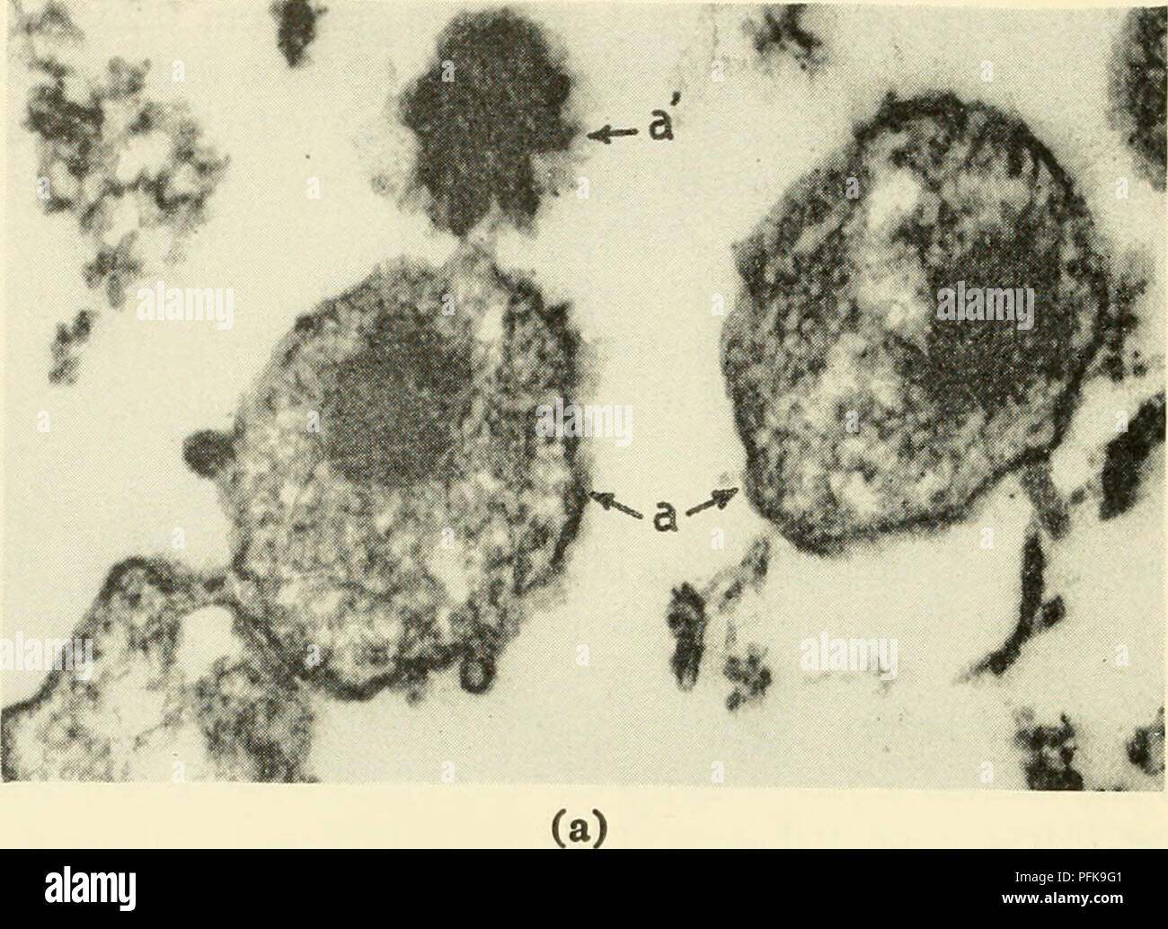 Die Zytologie untersucht die Struktur und Funktion von Zellen mit Schwerpunkt auf deren physiologischen Eigenschaften und der komplexen Organisation in lebenden Organismen. Diese Arbeit liefert Einblicke in zelluläre Strukturen und Prozesse und trägt zu unserem Verständnis von Biologie und Medizin bei. Stockfoto Die Zytologie untersucht die Struktur und Funktion von Zellen mit Schwerpunkt auf deren physiologischen Eigenschaften und der komplexen Organisation in lebenden Organismen. Diese Arbeit liefert Einblicke in zelluläre Strukturen und Prozesse und trägt zu unserem Verständnis von Biologie und Medizin bei. Stockfoto