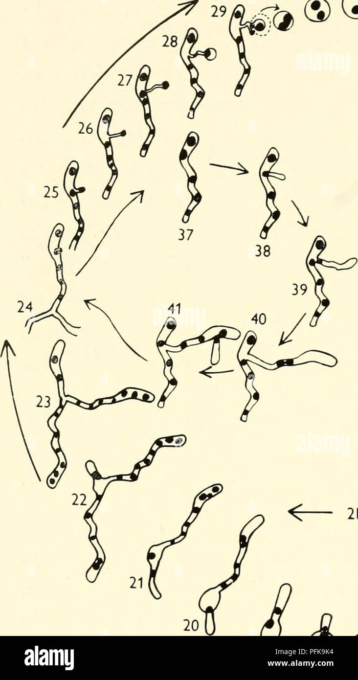 . Die cytologie und Leben - Geschichte der Bakterien. Bakterien. 114 DIE ZYTOLOGIE UND LEBEN - GESCHICHTE DER; A K T E R I A ihre Reifung vorangestellt ist ähnlich der bereits beschriebenen für cubactcria (Abschnitte B, D). Einen nuklearen Division bietet eine große und eine kleine Tochter Kern, von denen Letztere beseitigt ist. ,. 31a 1. JJ® QJ^2N. Bitte beachten Sie, dass diese Bilder sind von der gescannten Seite Bilder, die digital für die Lesbarkeit verbessert haben mögen - Färbung und Aussehen dieser Abbildungen können nicht perfekt dem Original ähneln. extrahiert. Bisset, Kenneth Alexander. Baltimore: William Stockfoto