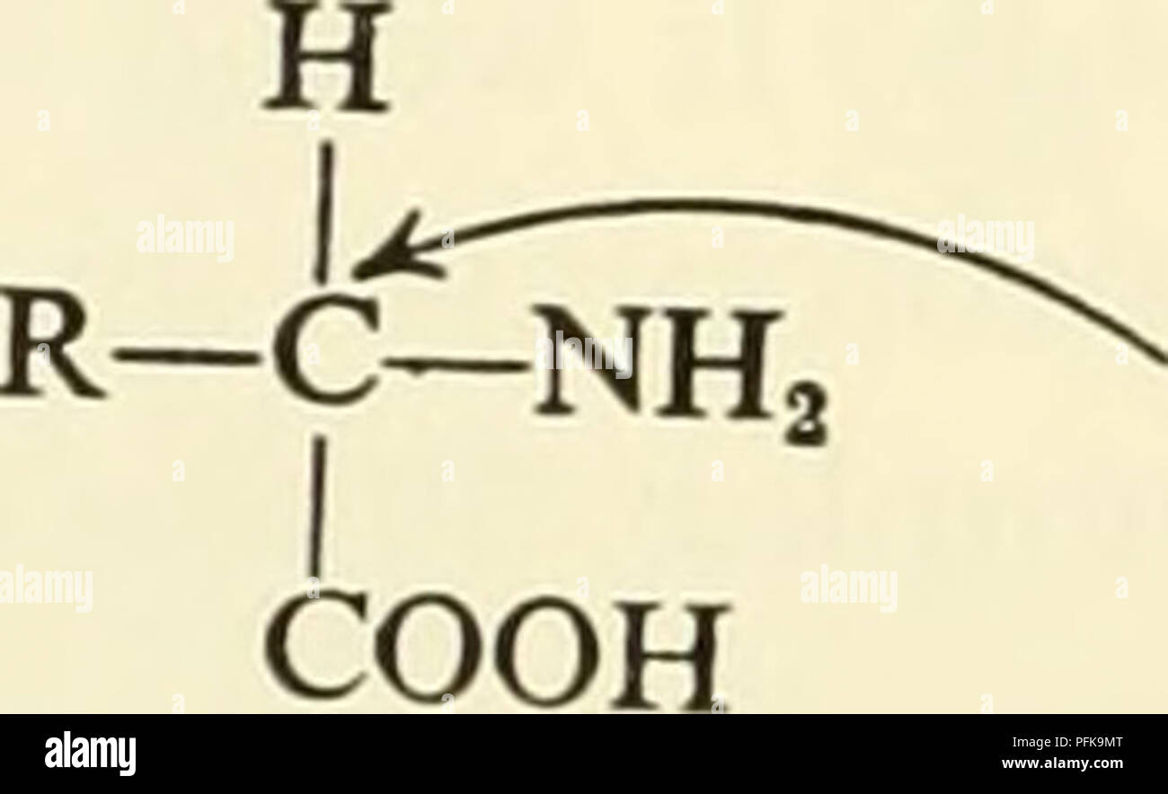 Zytologie Zytologie Allgemeine Chemie Proteine Die Organische Grundlage Der Protoplasma Gelten Allgemein Als Protein Sein In Bezug Auf Die Elementaren Chemischen Zusammensetzung Proteine Enthalten Kohlenstoff Wasserstoff Sauerstoff Stickstoff