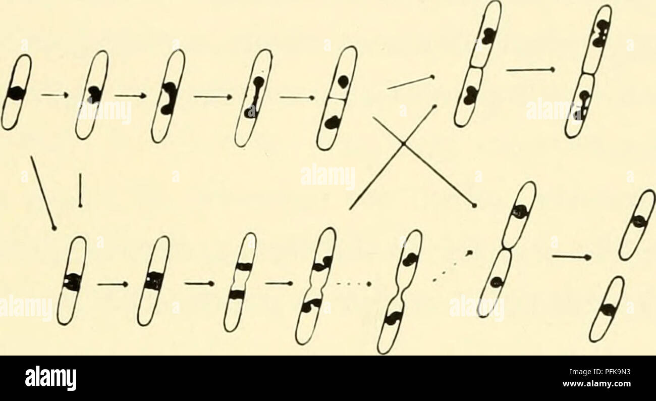 . Die cytologie und Leben - Geschichte der Bakterien. Bakterien. Die B A C T K R I A L KERN 77 Kerne, whicli, bezeichnete er als ähnlich, kugelförmige Körper entsorgt werden an jedem Ende oi der Zellen, die er studierte; eine glatte Kultur der Saliiioiiclla Typhi. Stoughton beschrieb es als Einzel- oder Doppel-Struktur, nicht anders als ein paar primäre Chromosomen, aber breiter. Der Organismus, der er studierte, eine Pflanze pathogen, bildeten die Ruhephase, einem kugelförmigen Körper, die von einem eher ungewöhnliche Methode vom sekundären Kern (Kapitel VI). Von Stoughton Technik, eine "Vital" Färbung Methode, mit carbol fuchsi Stockfoto . Die cytologie und Leben - Geschichte der Bakterien. Bakterien. Die B A C T K R I A L KERN 77 Kerne, whicli, bezeichnete er als ähnlich, kugelförmige Körper entsorgt werden an jedem Ende oi der Zellen, die er studierte; eine glatte Kultur der Saliiioiiclla Typhi. Stoughton beschrieb es als Einzel- oder Doppel-Struktur, nicht anders als ein paar primäre Chromosomen, aber breiter. Der Organismus, der er studierte, eine Pflanze pathogen, bildeten die Ruhephase, einem kugelförmigen Körper, die von einem eher ungewöhnliche Methode vom sekundären Kern (Kapitel VI). Von Stoughton Technik, eine "Vital" Färbung Methode, mit carbol fuchsi Stockfoto