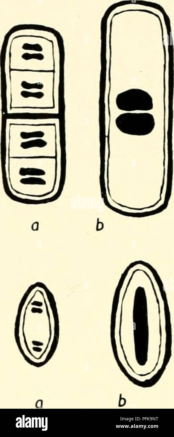 . Die cytologie und Leben - Geschichte der Bakterien. Bakterien. (Aus der Zeitschrift für Hygiene reproduziert.) Abb. 31 DIE PRIMÄREN NUKLEUS UND VEGETATIVEN FUSION ZELLEN IN VERSCHIEDENEN BAKTERIEN (a) primäre Kern; (b) Fusion Zelle, in jedem einzelnen Fall) Oben links - Glatte Bakterium. Rechts oben Rough-Bakterium. Unten Links - Myxobacterium. Unten rechts - Kurzkettige streptococcus. Die einzelnen Chromosomen kann in diesem Fall nicht gelöst werden. Die Wendel erhöht in Länge und schließlich Fragmente, genau wie im Fall der glatte Typen, aber das Verhalten o £ das Kernmaterial etwas anders ist. Die zentrale Masse von Ch Stockfoto . Die cytologie und Leben - Geschichte der Bakterien. Bakterien. (Aus der Zeitschrift für Hygiene reproduziert.) Abb. 31 DIE PRIMÄREN NUKLEUS UND VEGETATIVEN FUSION ZELLEN IN VERSCHIEDENEN BAKTERIEN (a) primäre Kern; (b) Fusion Zelle, in jedem einzelnen Fall) Oben links - Glatte Bakterium. Rechts oben Rough-Bakterium. Unten Links - Myxobacterium. Unten rechts - Kurzkettige streptococcus. Die einzelnen Chromosomen kann in diesem Fall nicht gelöst werden. Die Wendel erhöht in Länge und schließlich Fragmente, genau wie im Fall der glatte Typen, aber das Verhalten o £ das Kernmaterial etwas anders ist. Die zentrale Masse von Ch Stockfoto
