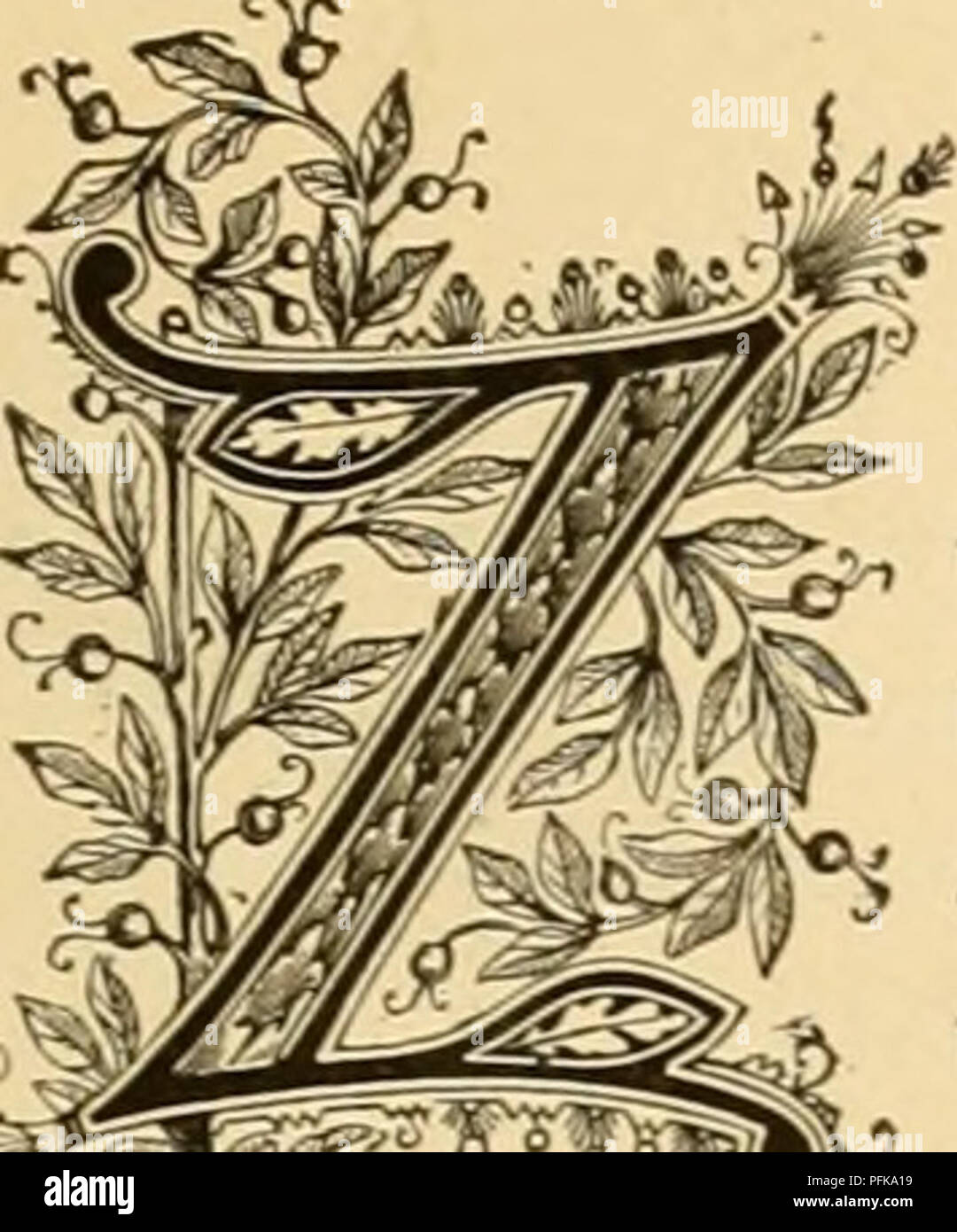 Cyclopedia Von Praktische Blumenzucht Blumenkultur Blume Sprache Almmt Lucllang Nigra Naturliche Ordnung Wahnit Jiighindacav Familie Eus
