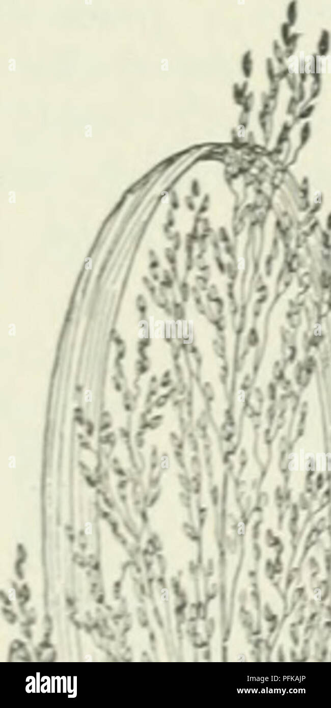 . Cyclopedia von landwirtschaftlichen Kulturpflanzen: Ein beliebter Befragung von Pflanzen und pflanzliche Methoden in den Vereinigten Staaten und Kanada. Landwirtschaft - Kanada; Landwirtschaft -- United States; Farm produzieren - Kanada; Farm produzieren - United States. Fie. 519. {Sorghum Sorghum vulgare). Abb. 520. Krabbe - Gras (Hyntherisnm sanguinalis). Eine sehr häufige weedy Gras. Abb. 521. Wasser - Gras (Paspa-ihn ditatatuin). Abb. 522. Para-Gras (Panicuiit molle). (. Mit Körner sind ähnlich aufgebaut wie die von Panicum aber arrangiert in einseitigen, mehr oder weniger fingerförmig Spikes. Als von vielen als ein Abschnitt 01) igitaria) von Panicum. sangui Stockfoto