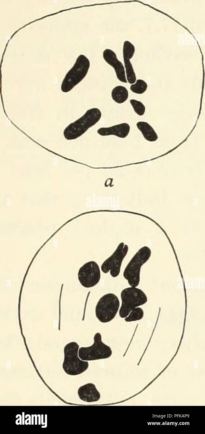 . Zytologische Untersuchungen von fünf interspezifische Hybriden von Crepis leontodontoides. Karyokinesis; Crepis. 1930] Avery: Hybriden von Crepis leontodontoides 145 Lite auf einem langen Thread, und ist daher leicht identifiziert werden. Die D-chroinosome von leontodontoides verliert seine Satelliten, wie in der Hybrid mit tectorum. Die c-chromosonie der Parviflora ist so ähnlich wie die B-Chromosom der leontodontoides in Morphologie, die Unterscheidung zwischen den beiden ist in der Regel nicht möglich (Abb. 6).. Bitte beachten Sie, dass diese Bilder aus gescannten Seite Bilder, die digital für die Lesbarkeit erhöht worden sein können extrahiert werden - Färbung Stockfoto