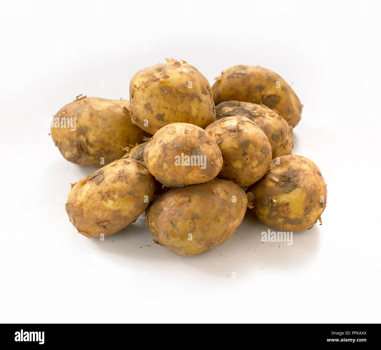 'Maris Kartoffeln Bard', neuen Kartoffeln, in Großbritannien aufgewachsen, close-up Stockfoto