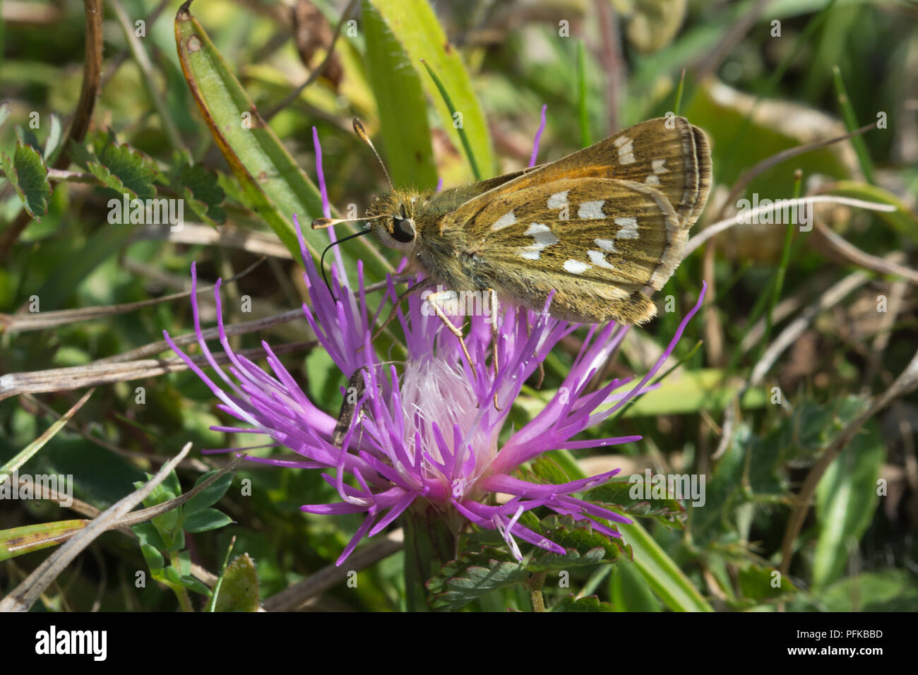 Silver-spotted skipper Schmetterling (Hesperia comma) nectaring auf ein Zwerg thistle Stockfoto