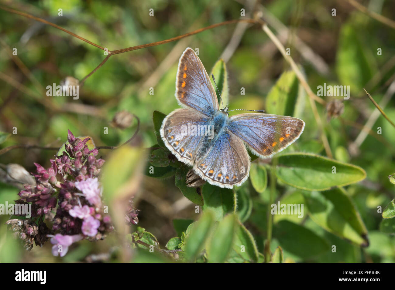 Weibliche gemeinsame blauer Schmetterling (Polyommatus icarus) mit offenen Flügeln Stockfoto