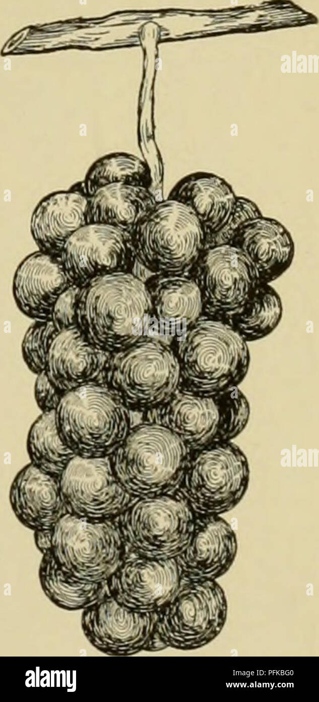 . Cyclopedia von Hardy Früchte. Obst, Obst Kultur. 228. Lindley. (X) die Beeren weder Risse