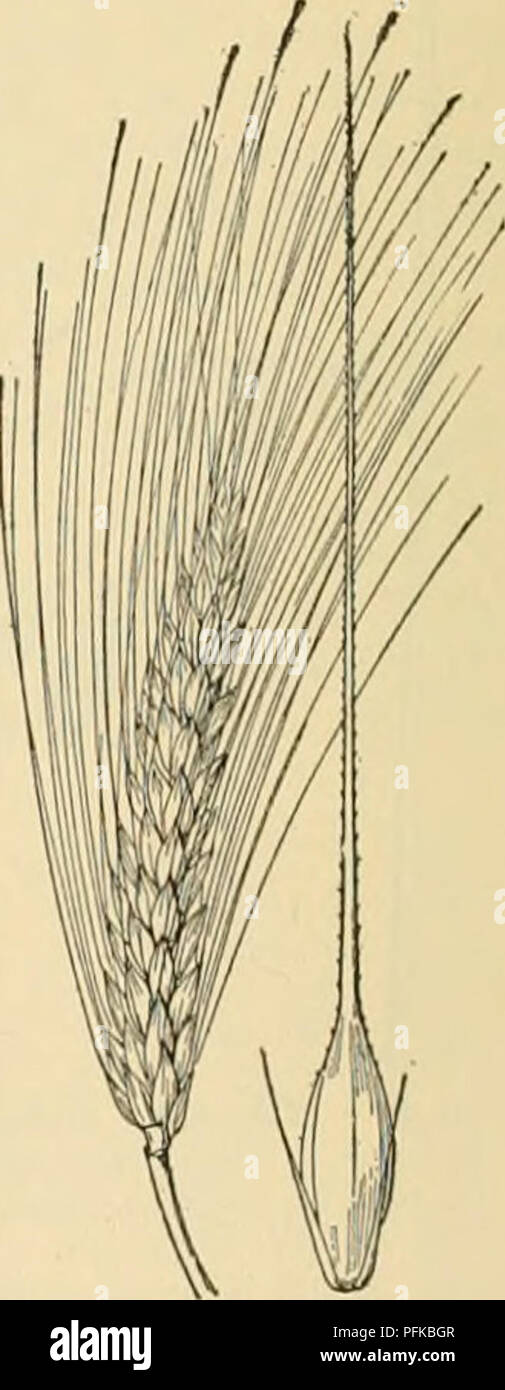 . Cyclopedia von landwirtschaftlichen Kulturpflanzen. Farm produzieren; Landwirtschaft. Abb. 564. Quack - Gras {Auropyron n'Pens). Versuchen Sie es erneut. Bulletin Nr. 33, 1903; Merrill, die einheimischen Arten von Chffitochloa, Teilung von Agrostology, Bulletin Nr. 21, 1900; Merrill, die Nordamerikanischen Arten von Spartina, Büro der Kraftwerksindustrie, Bulletin Nr. 9, 1902; Piper, die Nordamerikanischen Arten der Fe. stuca, Beiträge von National Herbarium 10, Nr. 1, 1906; Scribner, Amerikanische Gräser, I, Division von Agrostology, Bulletin Nr. 7, 1900; II, Division von Agrostology, Bulletin Nr. 17, 1901; III, Abteilung der Agrostology, Bulletin Nr. 20, 1900; Sh Stockfoto