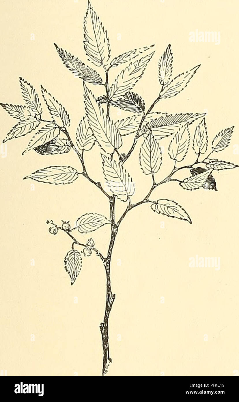 . Cyclopedia der amerikanischen Gartenbau, bestehend aus Anregungen für den Anbau von Gartenpflanzen, Beschreibungen der Arten von Obst, Gemüse, Blumen und Zierpflanzen in den Vereinigten Staaten und in Kanada verkauft, zusammen mit geographischen und Biographische Skizzen. Gartenarbeit. Cies, Japaner zu sein; es wird vom Z cre Unterschieden - Nata chietly durch die Ivs. Wird etwas kleiner, mehr pubes-cent Rinde grob vor. Var. Verschaftelti, Dipp. {IJlnius Werst 'haffeltii, Hort.), hat der Ivs. tief iucisely Gyrus und weitgehend keilförmige an der Basis. Alfred Rehder. 2785. Tradescantia flum Stockfoto . Cyclopedia der amerikanischen Gartenbau, bestehend aus Anregungen für den Anbau von Gartenpflanzen, Beschreibungen der Arten von Obst, Gemüse, Blumen und Zierpflanzen in den Vereinigten Staaten und in Kanada verkauft, zusammen mit geographischen und Biographische Skizzen. Gartenarbeit. Cies, Japaner zu sein; es wird vom Z cre Unterschieden - Nata chietly durch die Ivs. Wird etwas kleiner, mehr pubes-cent Rinde grob vor. Var. Verschaftelti, Dipp. {IJlnius Werst 'haffeltii, Hort.), hat der Ivs. tief iucisely Gyrus und weitgehend keilförmige an der Basis. Alfred Rehder. 2785. Tradescantia flum Stockfoto