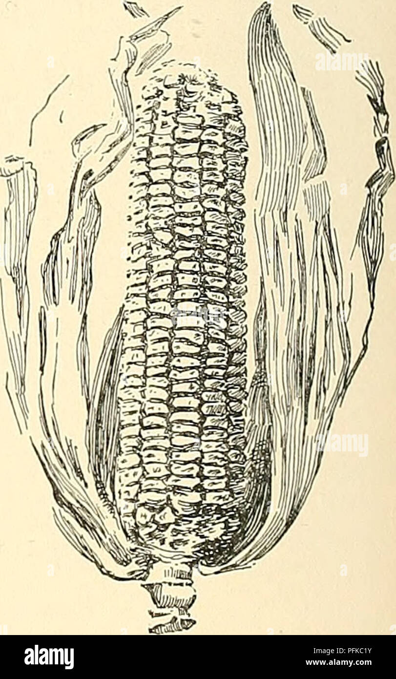 . Cyclopedia der amerikanischen Gartenbau, bestehend aus Anregungen für den Anbau von Gartenpflanzen, Beschreibungen der Arten von Obst, Gemüse, Blumen und Zierpflanzen in den Vereinigten Staaten und in Kanada verkauft, zusammen mit geographischen und Biographische Skizzen. Im Garten arbeiten. 2781. Zucker oder Mais - Mays. var. saccharata (X ich Zea i). Ein Grünes Ohr, mit unshnmken Kernel, Zwei. Bäume, manchmal Strauchigen, mit Pen-ninerved, lvs festlegen.: Fls. polygam - Organisationseinheiten, die Perfekten Einzelhaft in den Achseln der oberen lvs., die staminate, Clus-ten in den Achseln von 2782. Süßer Mais, wenn Stockfoto