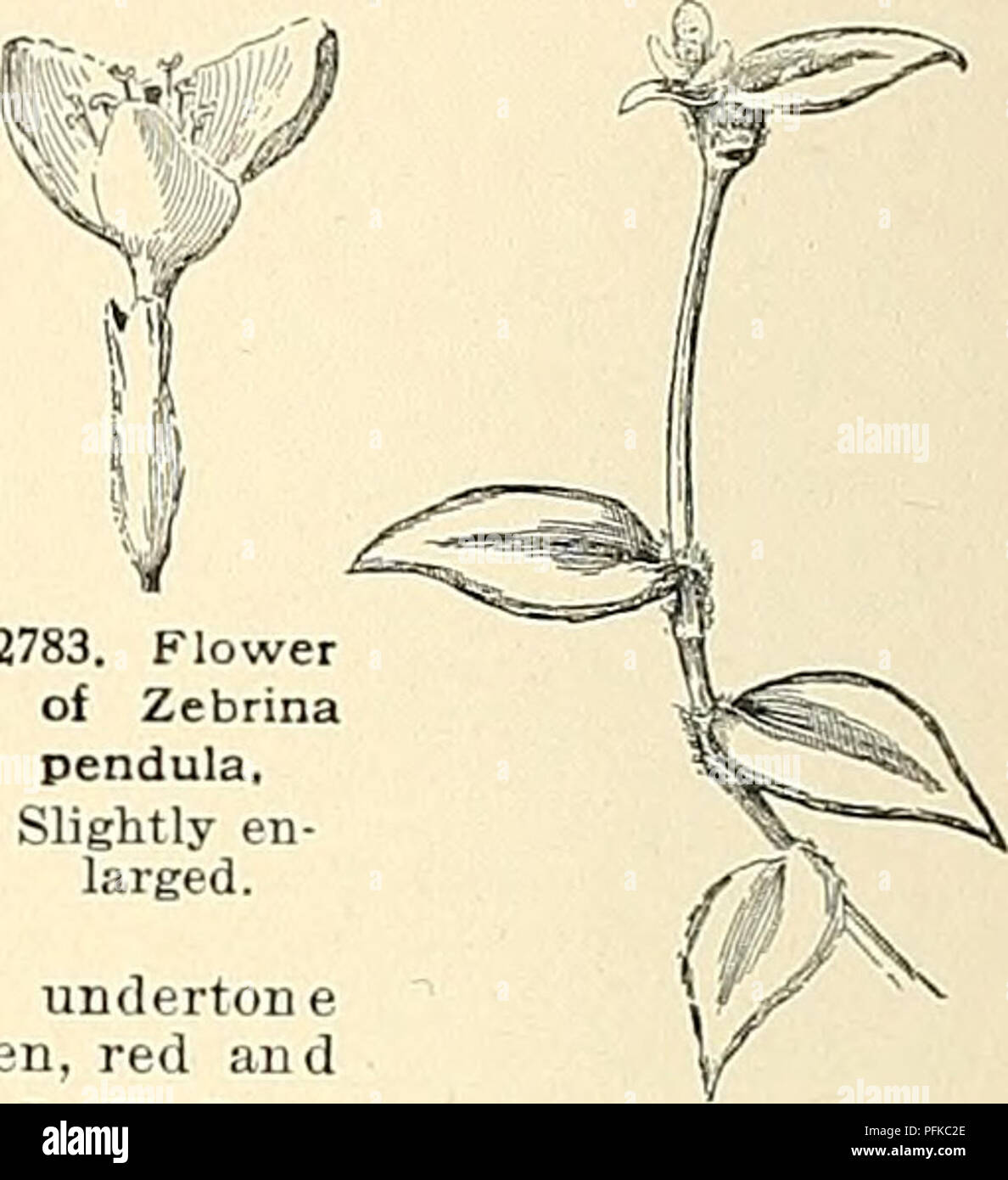. Cyclopedia der amerikanischen Gartenbau, bestehend aus Anregungen für den Anbau von Gartenpflanzen, Beschreibungen der Arten von Obst, Gemüse, Blumen und Zierpflanzen in den Vereinigten Staaten und in Kanada verkauft, zusammen mit geographischen und Biographische Skizzen. Gartenarbeit. gestreift: Fls. ca. 2, rose - Rot, in zwei Boot-förmige Hüllblätter, von denen viel kleiner ist als die anderen. Mexiko. - Eine sehr häufige Gewächshaus Pflanze, viel für Körbe und zum Abdecken der Erde un-derneath Bänke verwendet. Die in der Regel mit Trades - cantia fluminensis verwirrt; Bild. 2785, und einige - mal mit C Stockfoto
