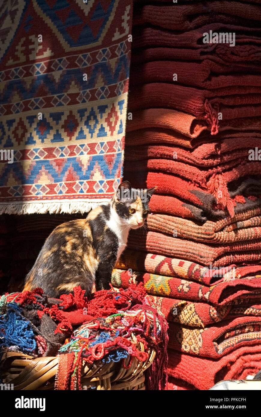 Marokko, Marrakesch, Medina, Souk des Tapis, Katze beim Sonnenbaden am Stapel der Teppiche, close-up Stockfoto